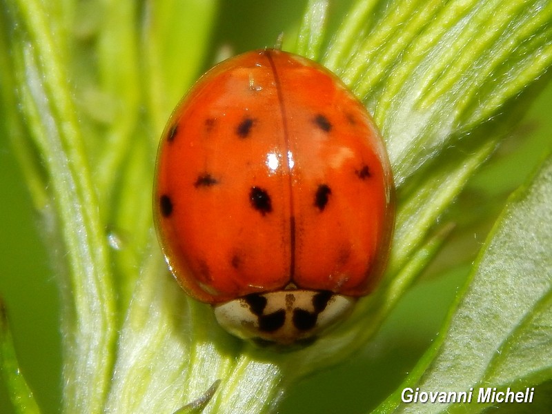 Harmonia axyridis e Propylea quatuordecimpunctata